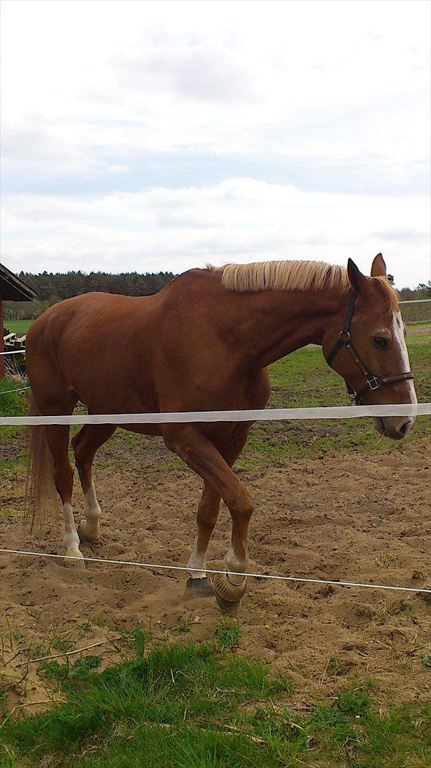 Zangersheide Grand  Alfarvad Z (tidl. part) billede 9