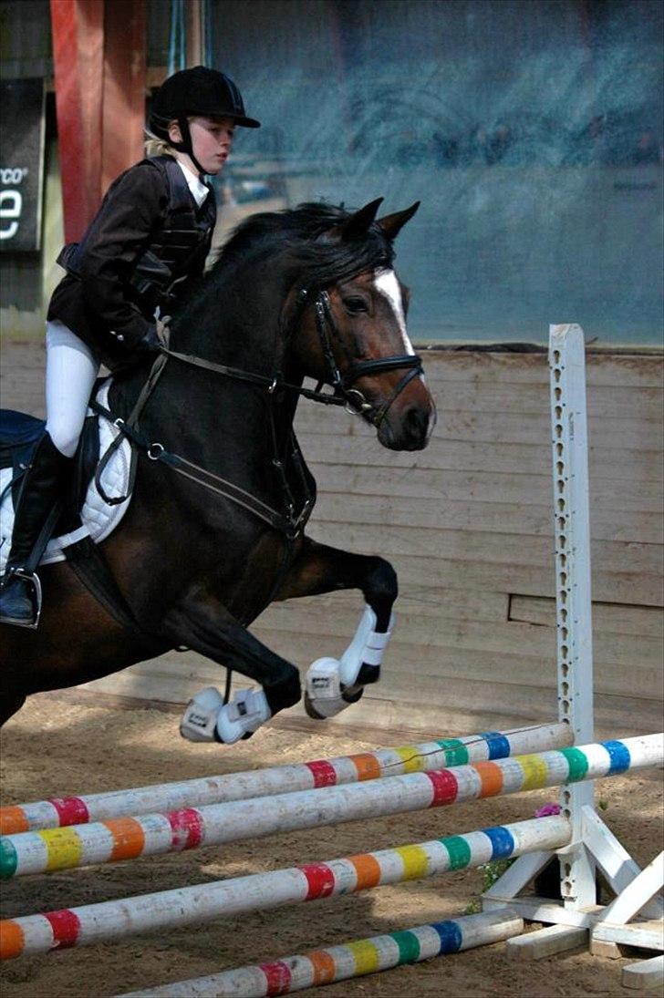 Hollandsk Sportspony Arianne - stævne 4. plads <3 billede 11