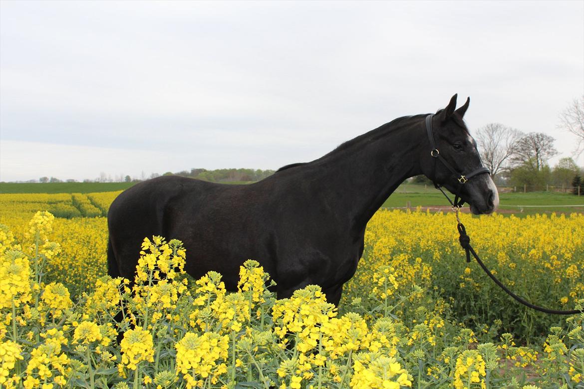 Dansk Varmblod Sir Connor (Bønne) - 2 år gammel. billede 3