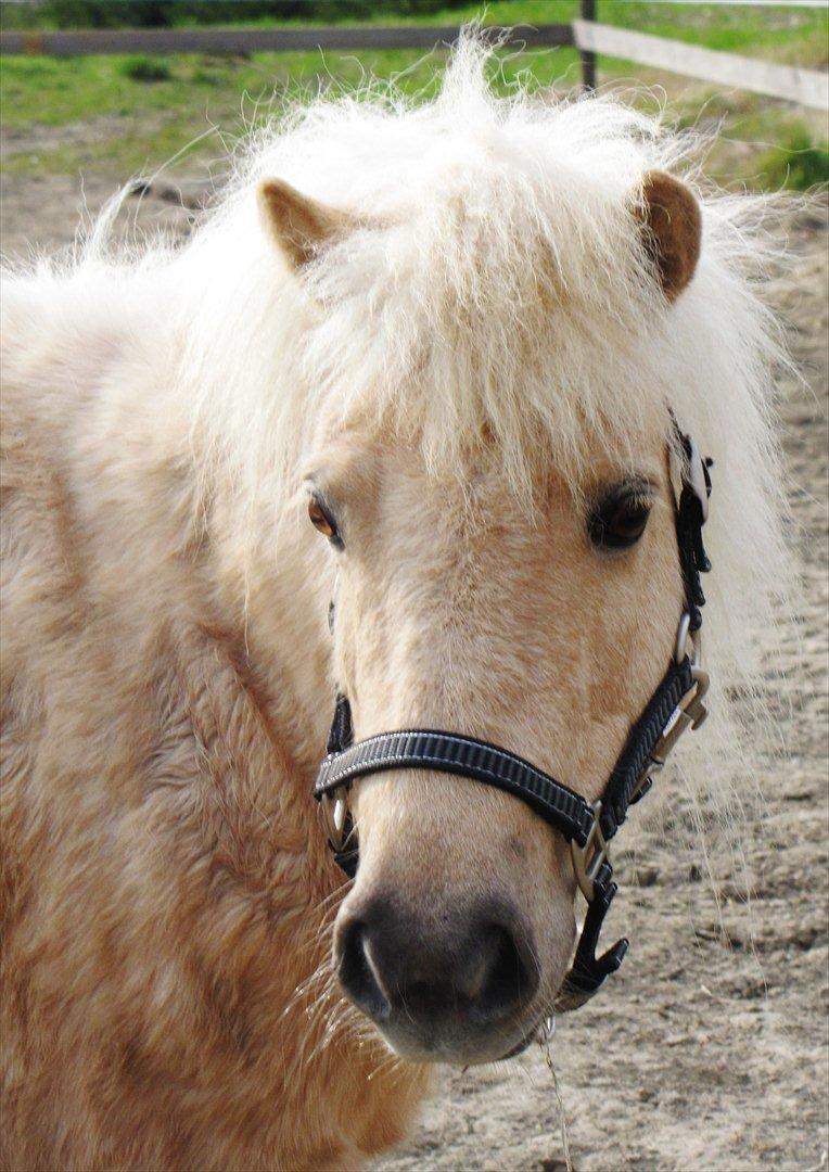 Shetlænder Skovdigets Lupin billede 1