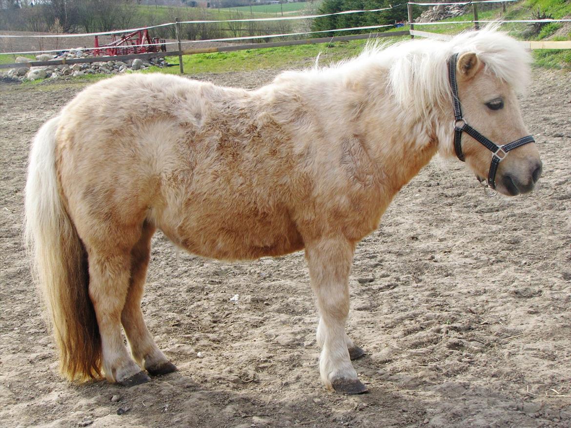 Shetlænder Skovdigets Lupin billede 2