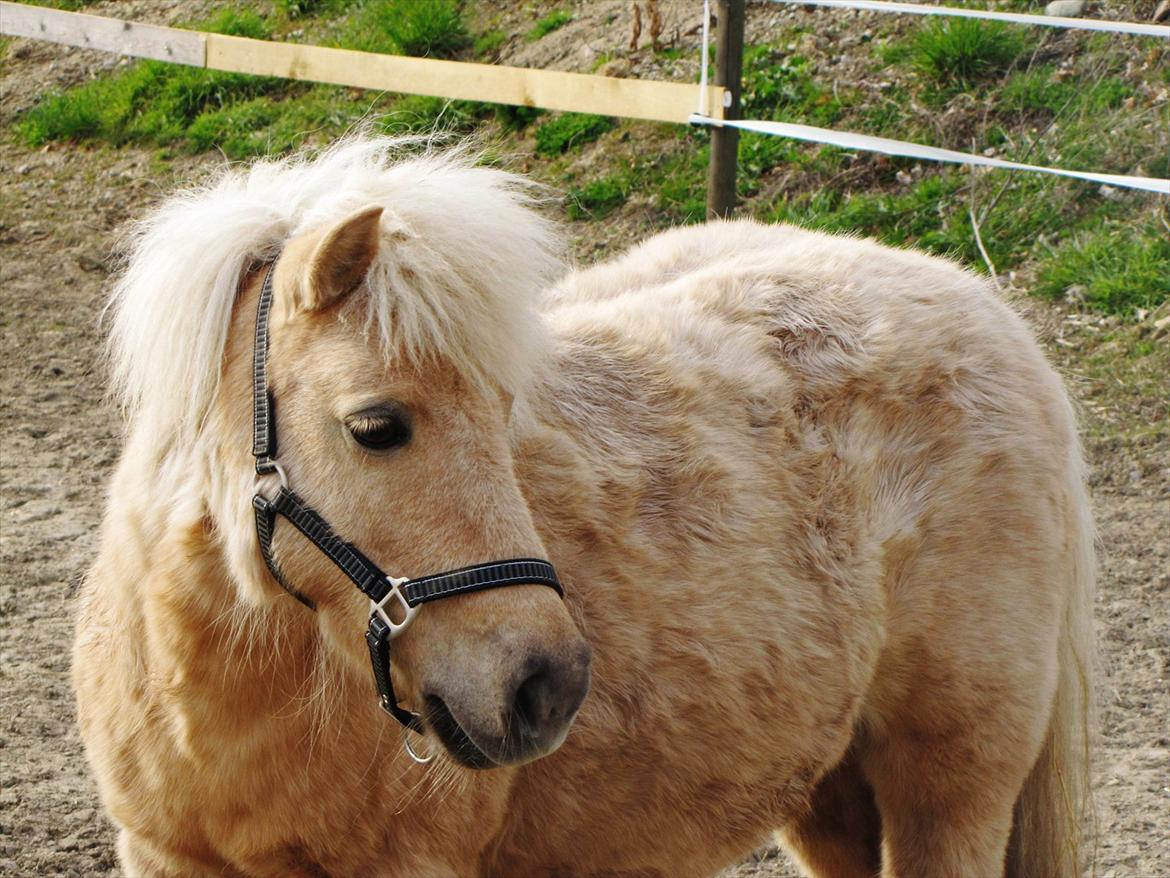 Shetlænder Skovdigets Lupin billede 3
