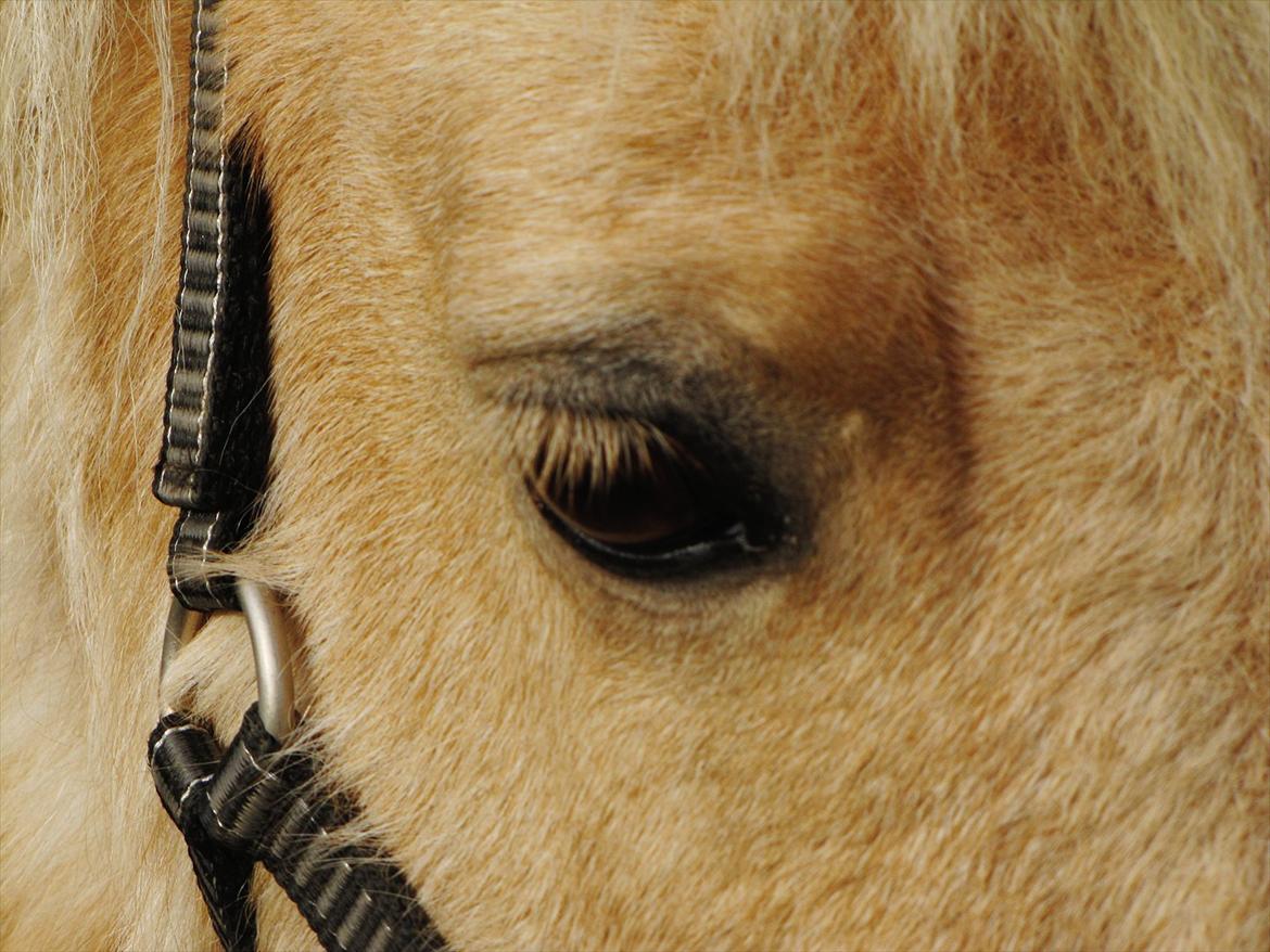 Shetlænder Skovdigets Lupin billede 4