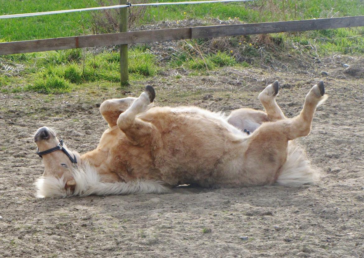 Shetlænder Skovdigets Lupin billede 5