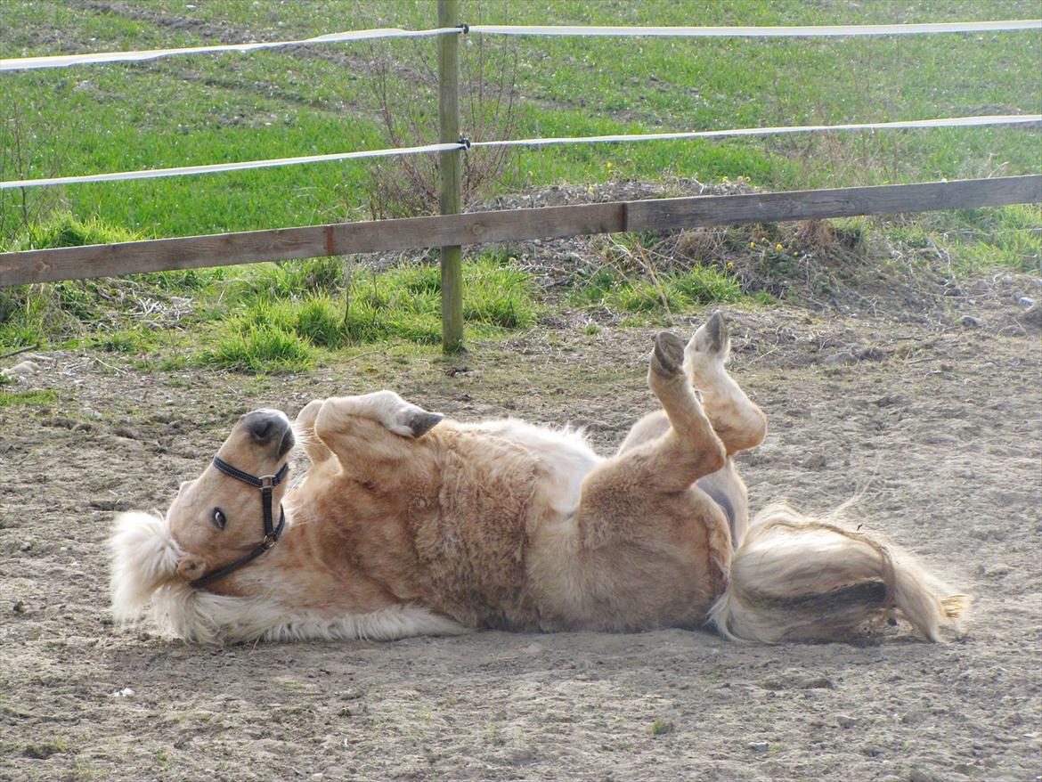 Shetlænder Skovdigets Lupin billede 6