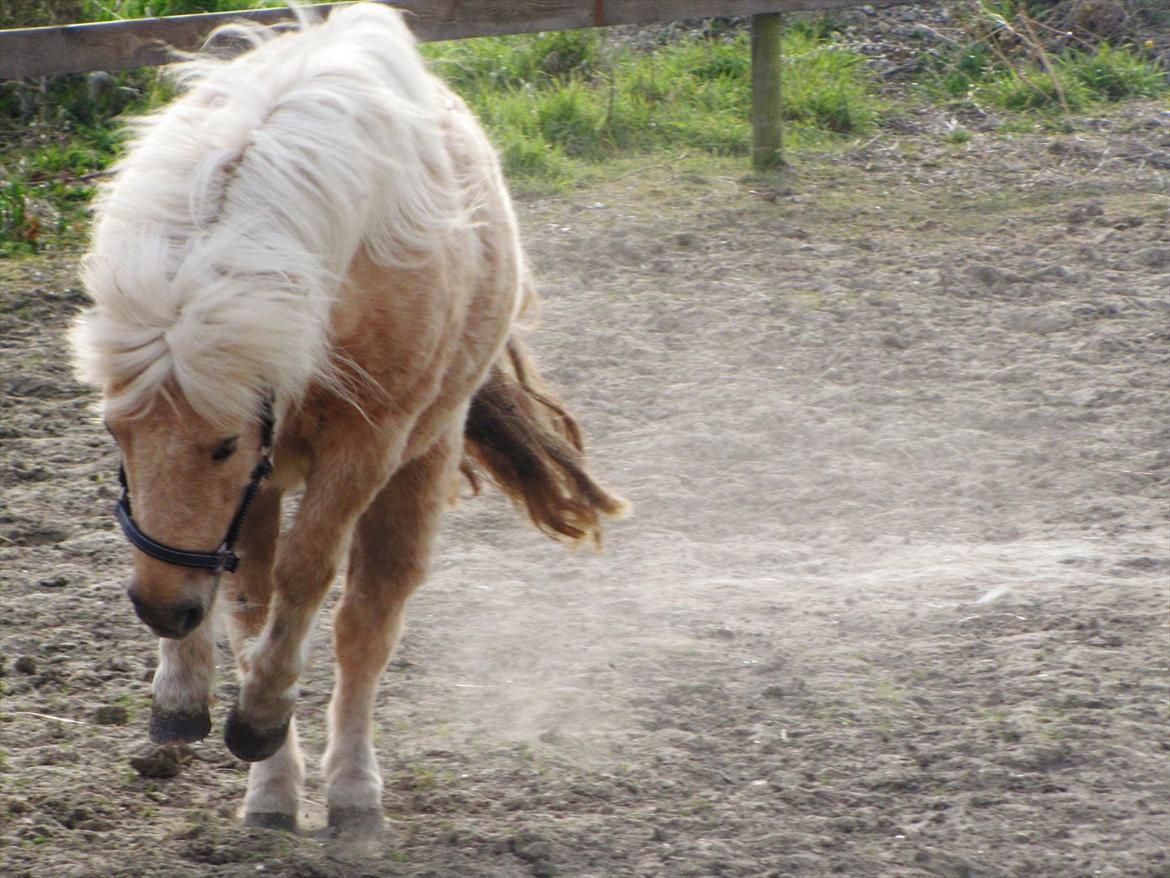 Shetlænder Skovdigets Lupin billede 7