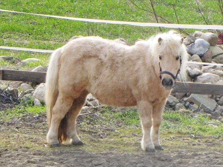 Shetlænder Skovdigets Lupin billede 8