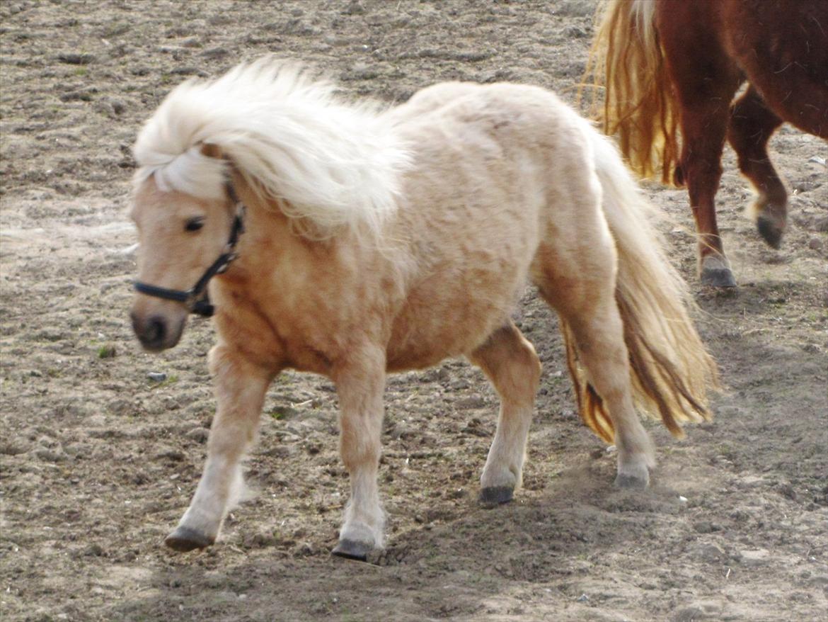 Shetlænder Skovdigets Lupin billede 9
