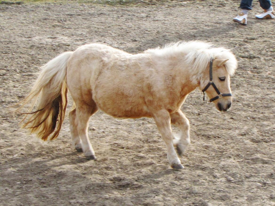 Shetlænder Skovdigets Lupin billede 10