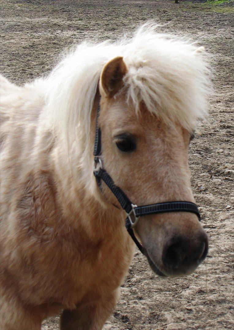 Shetlænder Skovdigets Lupin billede 11