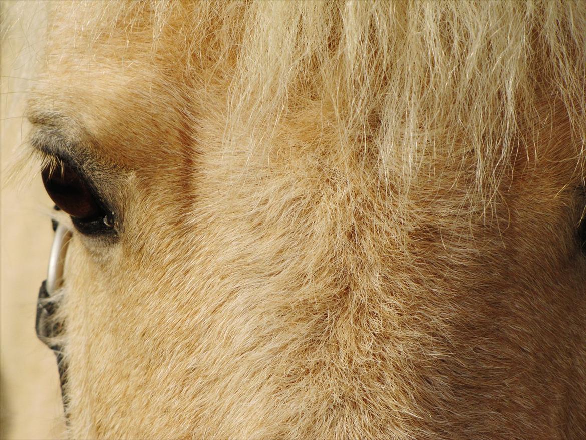 Shetlænder Skovdigets Lupin billede 12