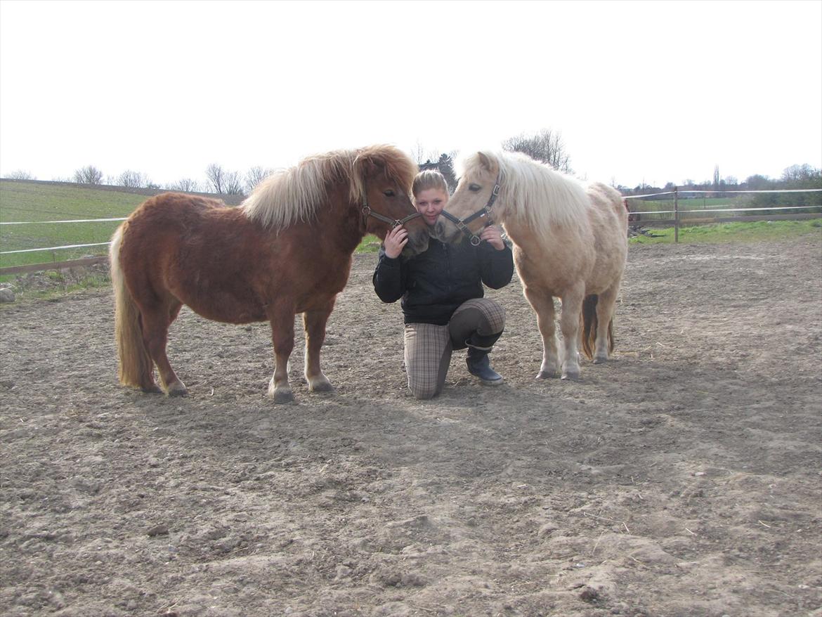 Shetlænder Skovdigets Lupin billede 13