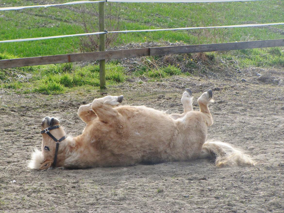 Shetlænder Skovdigets Lupin billede 14
