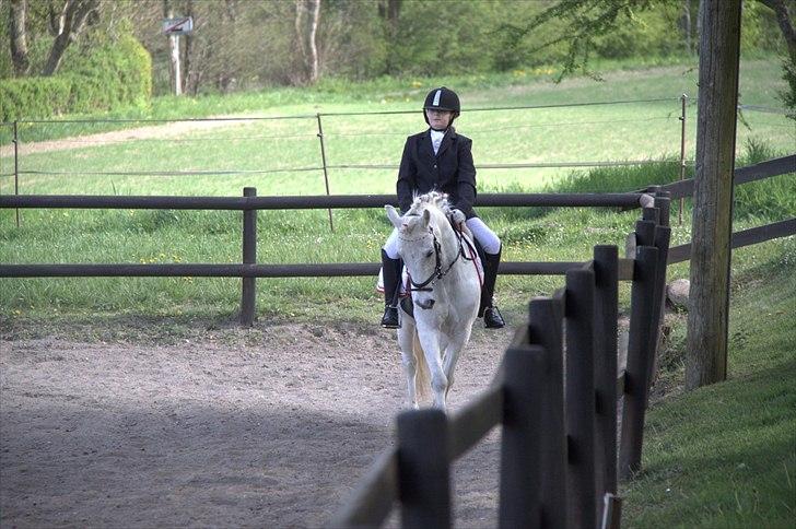Anden særlig race Anton  - Anton og mig til stævne NYT billede 1