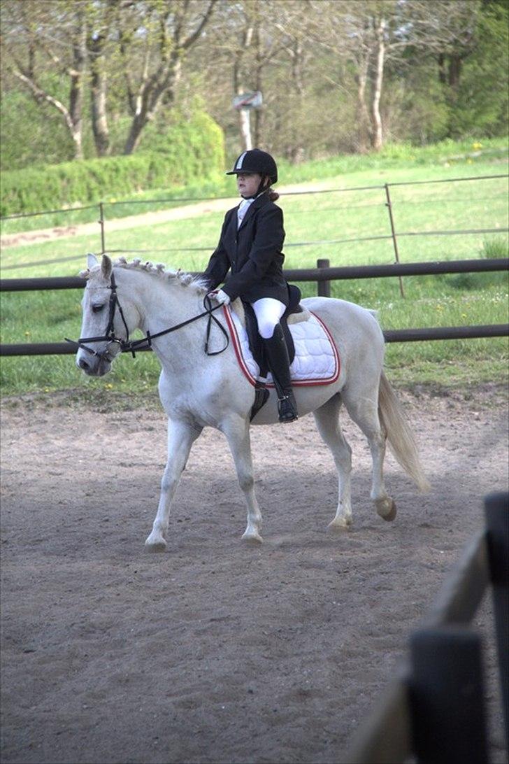 Anden særlig race Anton  - Anton og mig til stævne NYT billede 2