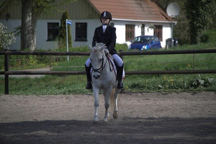 Anden særlig race Anton  - Anton og mig til stævne NYT billede 3