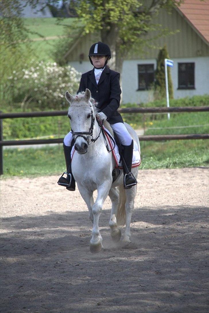 Anden særlig race Anton  - Anton og mig til stævne NYT billede 4