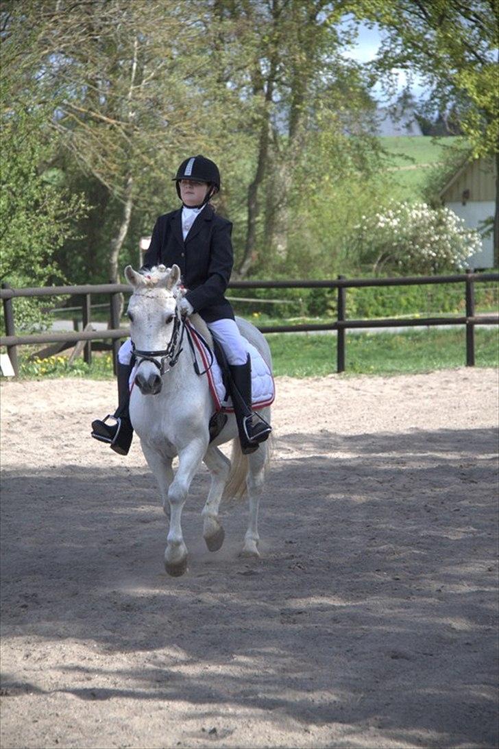 Anden særlig race Anton  - Anton og mig til stævne NYT billede 5