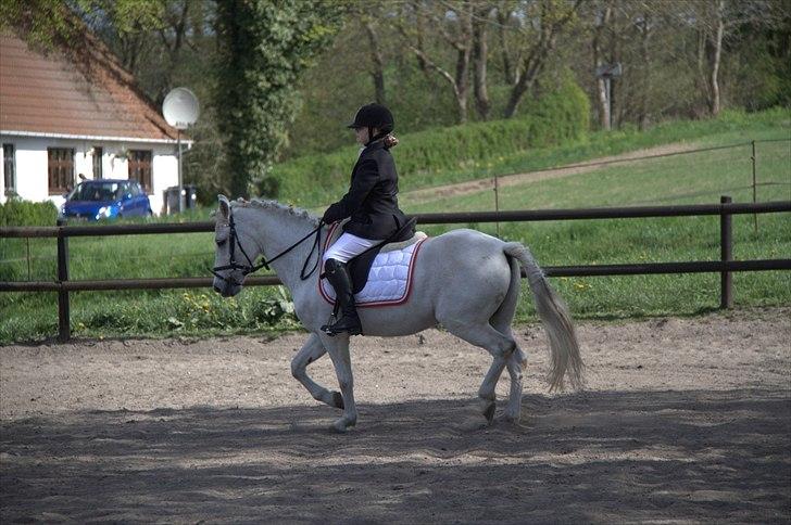 Anden særlig race Anton  - Anton og mig til stævne NYT billede 6