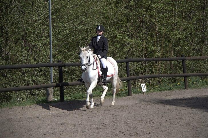 Anden særlig race Anton  - Anton og mig til stævne NYT billede 7