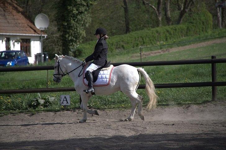 Anden særlig race Anton  - Anton og mig til stævne NYT billede 8