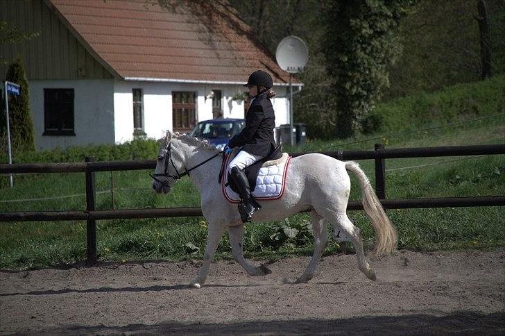 Anden særlig race Anton  - Anton og mig til stævne NYT billede 9