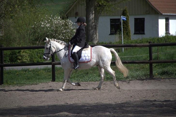 Anden særlig race Anton  - Anton og mig til stævne NYT billede 10