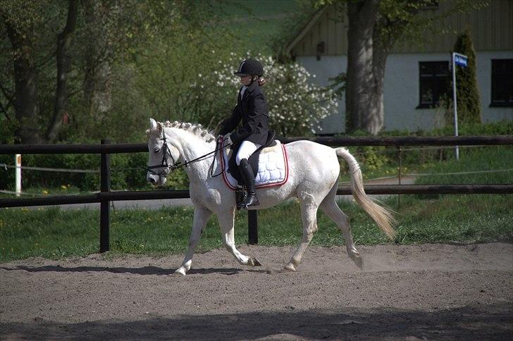 Anden særlig race Anton  - Anton og mig til stævne NYT billede 11