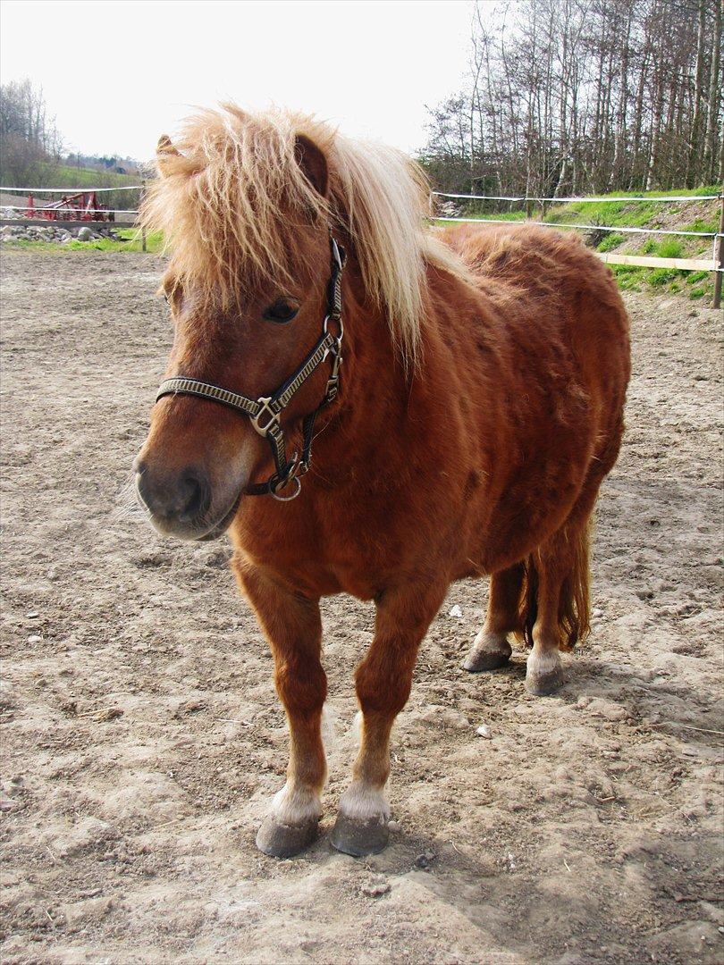 Shetlænder Aarupgaards Lullu billede 1