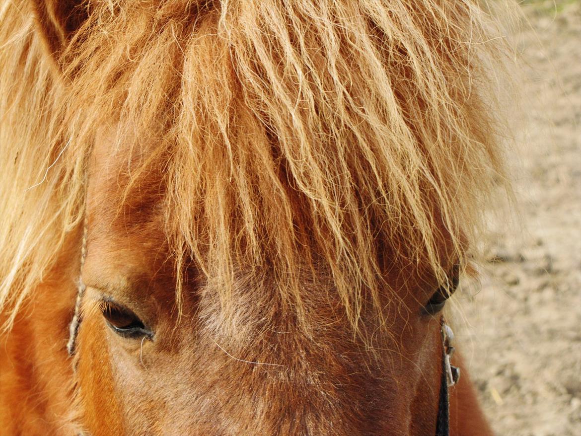 Shetlænder Aarupgaards Lullu billede 2