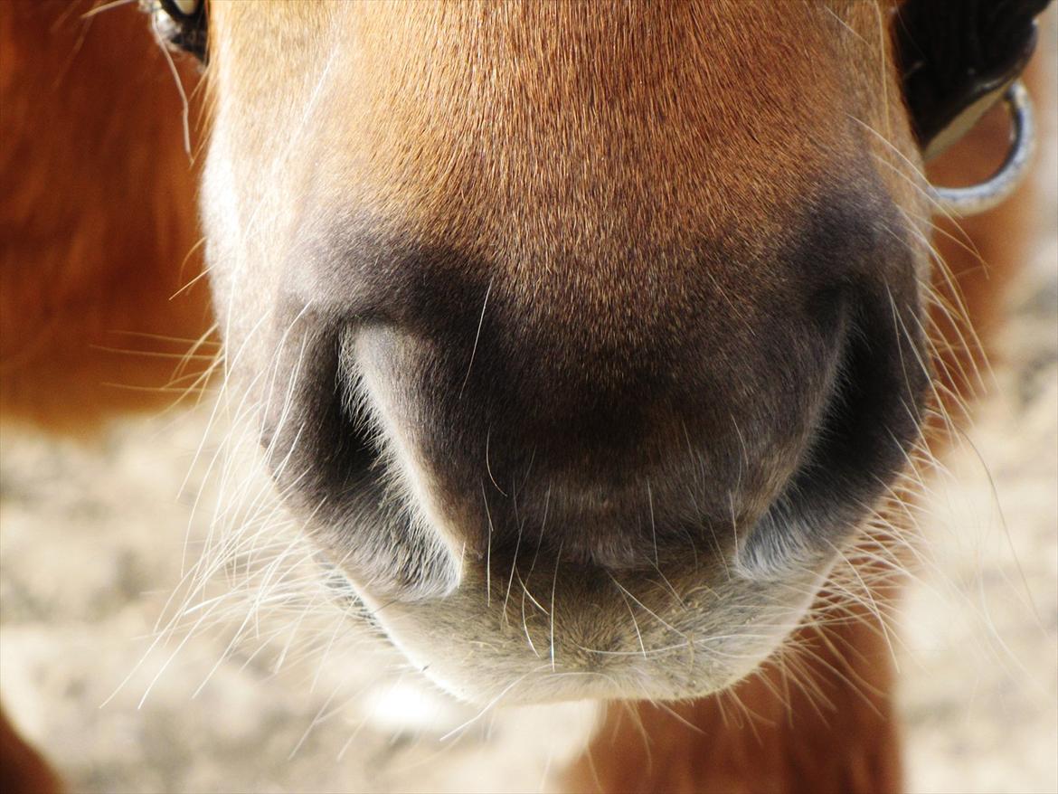 Shetlænder Aarupgaards Lullu billede 3