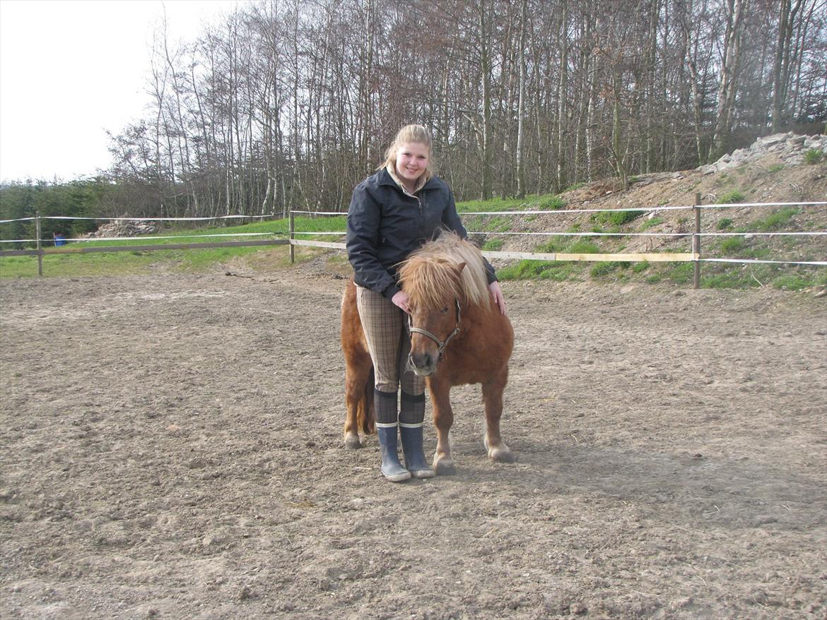 Shetlænder Aarupgaards Lullu billede 4