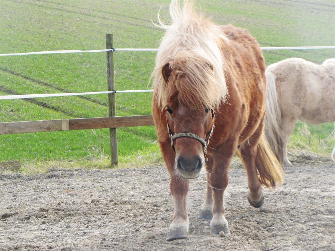 Shetlænder Aarupgaards Lullu billede 5