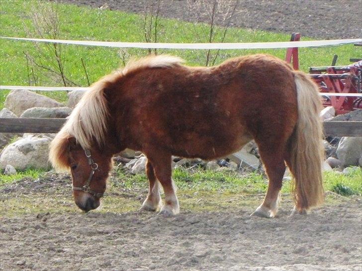 Shetlænder Aarupgaards Lullu billede 6