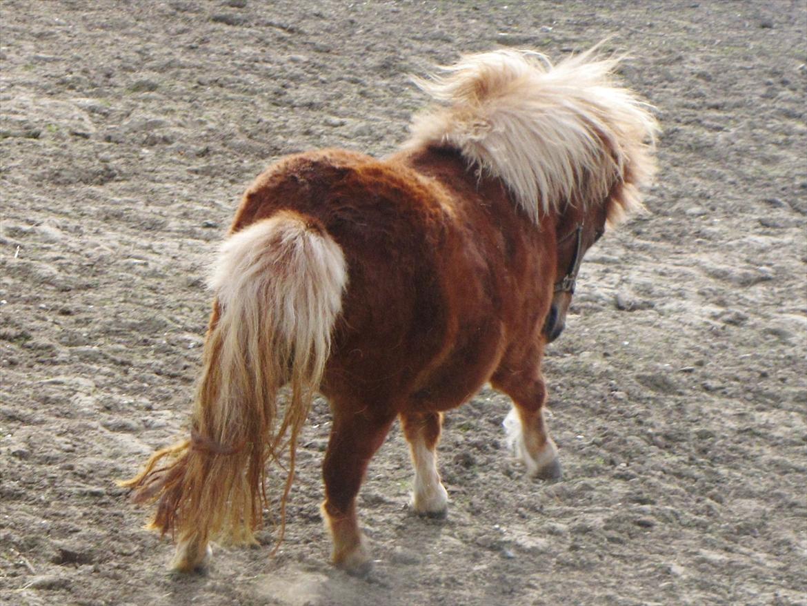 Shetlænder Aarupgaards Lullu billede 7