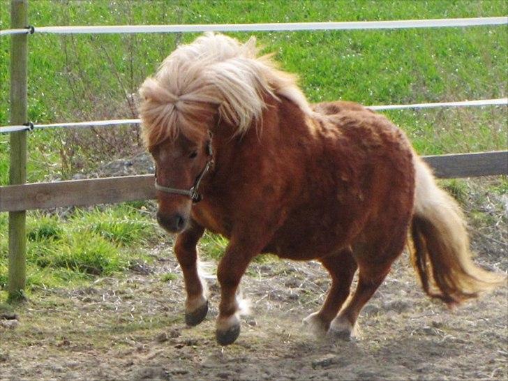 Shetlænder Aarupgaards Lullu billede 8