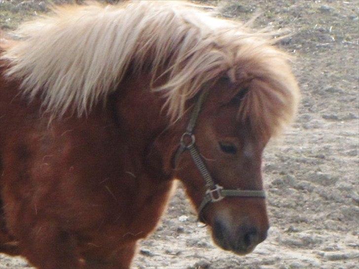 Shetlænder Aarupgaards Lullu billede 9