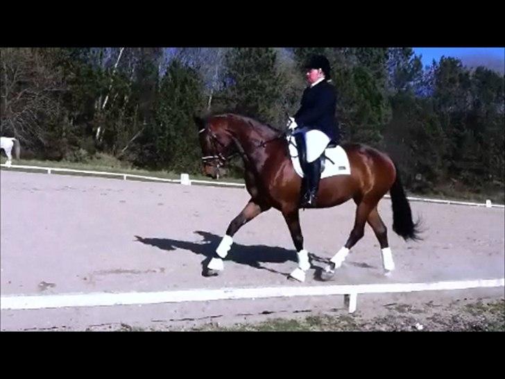 Dansk Varmblod Lobca K - [Part] billede 1