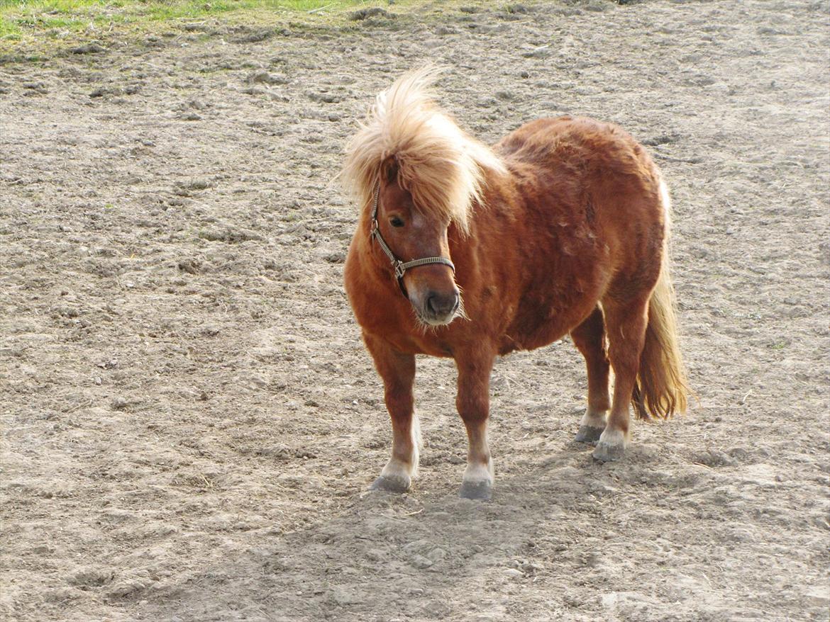 Shetlænder Aarupgaards Lullu billede 10