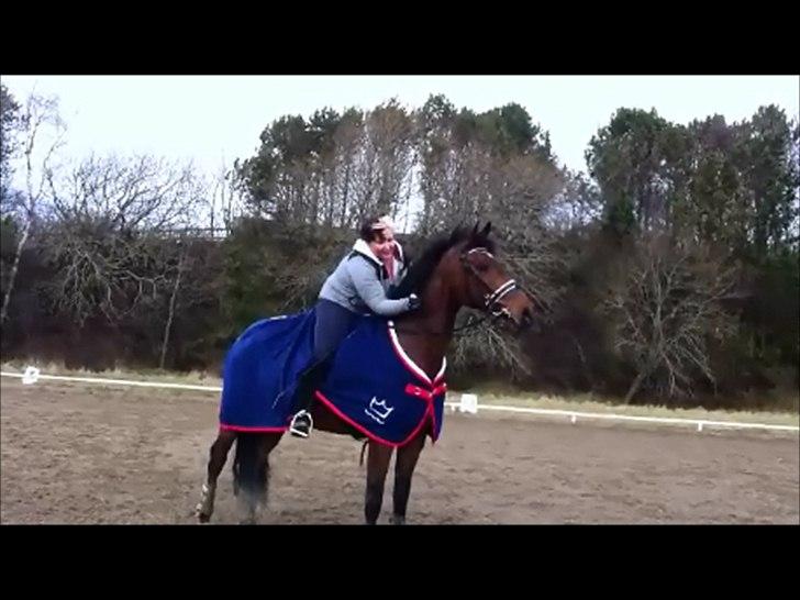 Dansk Varmblod Lobca K - [Part] billede 2