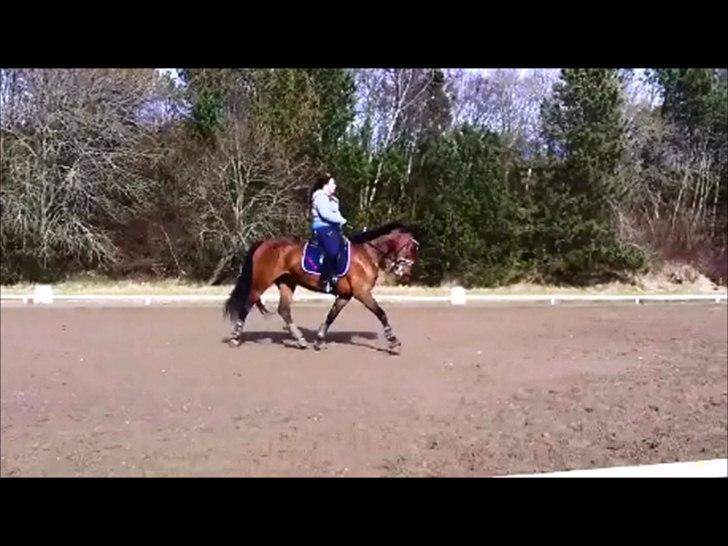 Dansk Varmblod Lobca K - [Part] billede 4