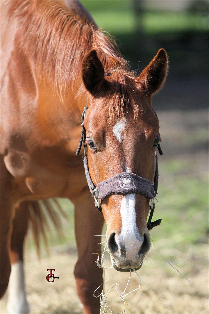 Quarter TC Minty Chocolate R.I.P.  - Farvel smukke Minty. :'( billede 12