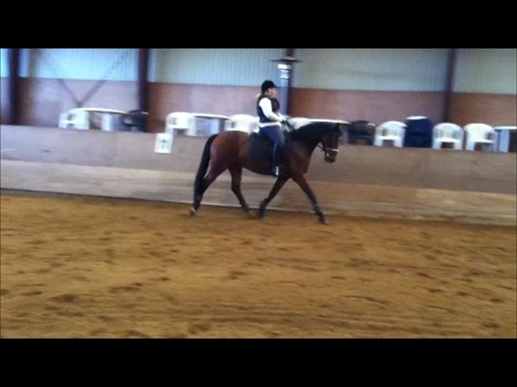 Dansk Varmblod Lobca K - [Part] billede 5