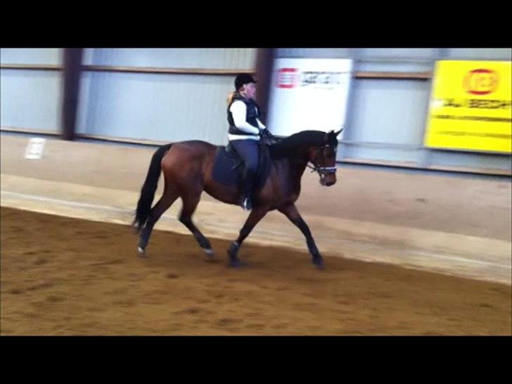 Dansk Varmblod Lobca K - [Part] billede 6