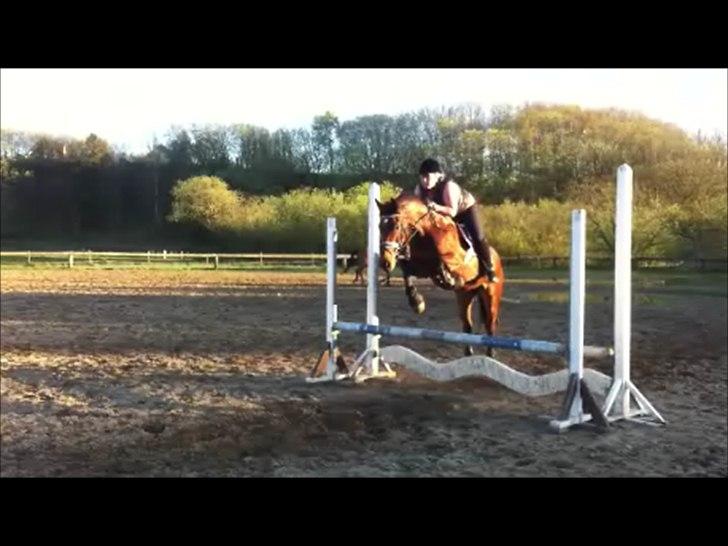 Dansk Varmblod Lobca K - [Part] billede 7