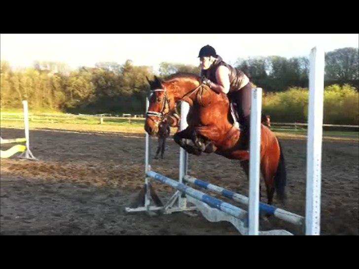 Dansk Varmblod Lobca K - [Part] billede 8