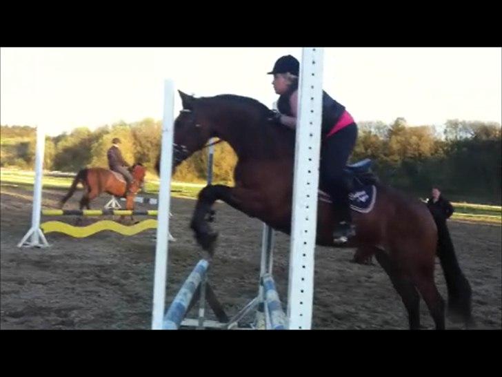 Dansk Varmblod Lobca K - [Part] billede 9