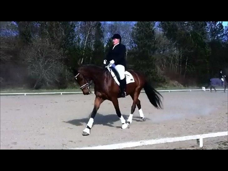 Dansk Varmblod Lobca K - [Part] billede 10