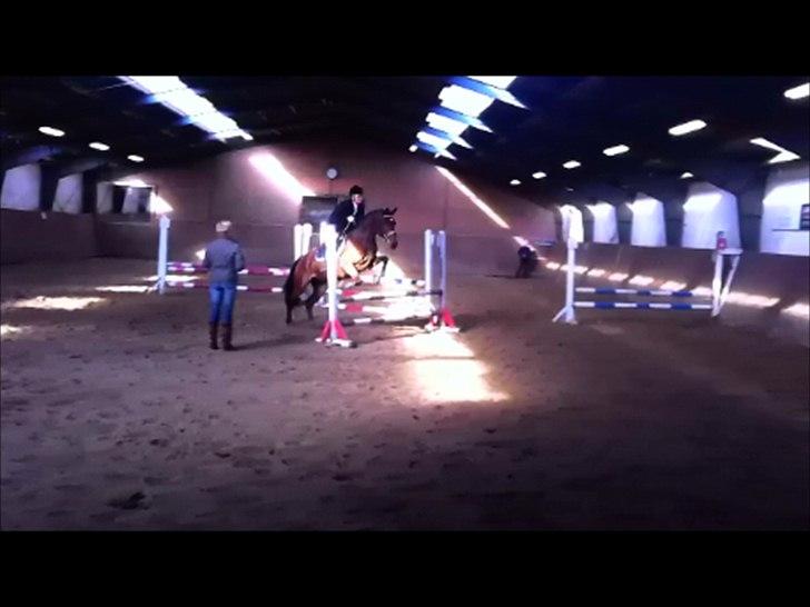 Dansk Varmblod Lobca K - [Part] billede 11