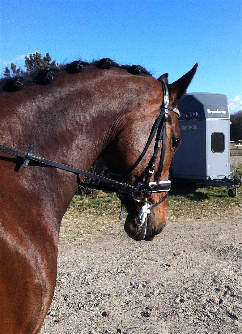 Dansk Varmblod Lobca K - [Part] billede 13